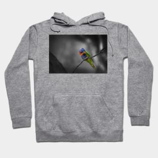 Rainbow Lorikeet_5167A Hoodie